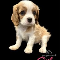 Cavalier King Charles Spaniel - Both