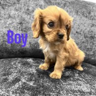 Cavalier King Charles Spaniel - Both