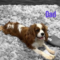 Cavalier King Charles Spaniel - Both