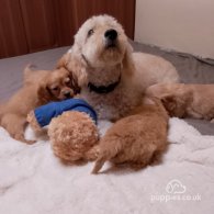 Cavapoo - Both