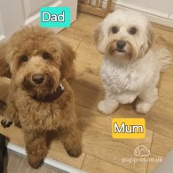 Cavapoo - Both