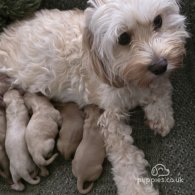 Cavapoo - Both