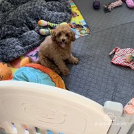 Cavapoo - Both