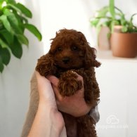 Cavapoo - Both