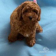 Cavapoo - Both