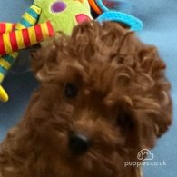 Cavapoo - Both