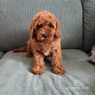 Cavapoo - Both