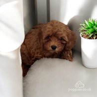 Cavapoo - Both