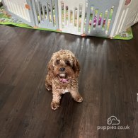 Cavapoo - Both