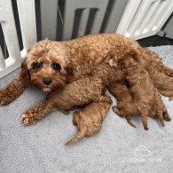 Cavapoo - Both