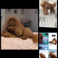 Cavapoo - Both