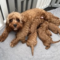 Cavapoo - Both