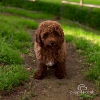 Cavapoo - Both