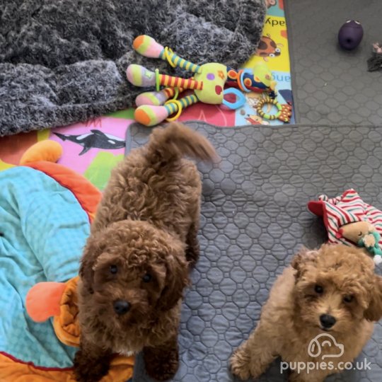 Cavapoo - Both