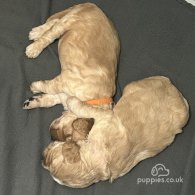 Cockapoo - Both