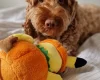 Cockapoo