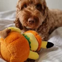 Cockapoo