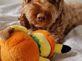 Cockapoo