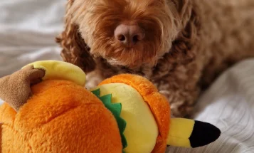 Cockapoo