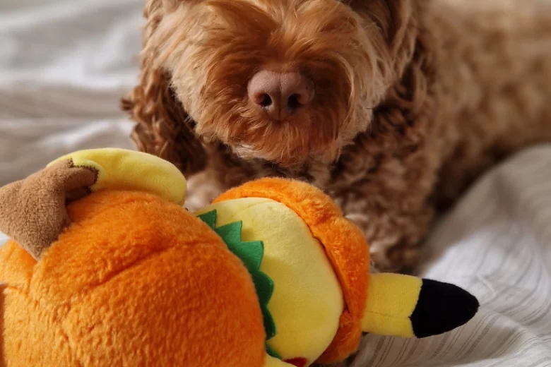 Cockapoo