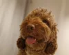 Cockapoo