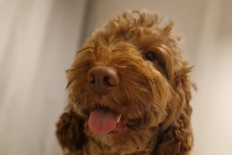 Cockapoo