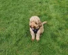 Cockapoo