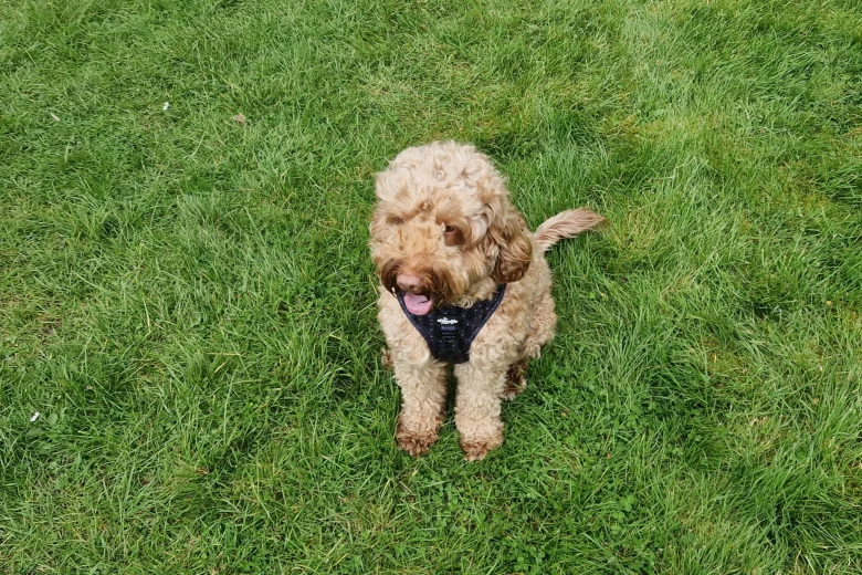 Cockapoo