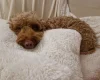 Cockapoo
