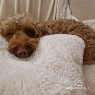 Miniature Poodle