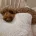 Cockapoo