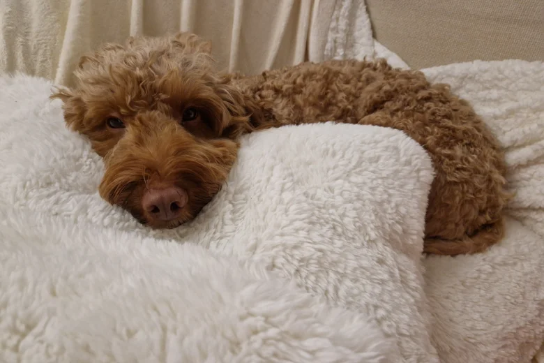 Cockapoo