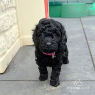 Cockapoo - Both