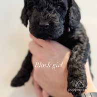 Cockapoo - Both