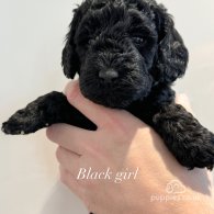 Cockapoo - Both