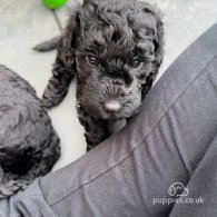 Cockapoo - Both