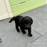 Cockapoo - Both