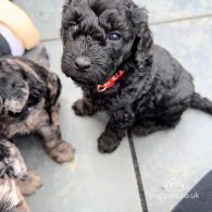 Cockapoo - Both