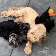 Cockapoo - Both