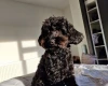 Cockapoo