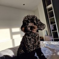 Cockapoo