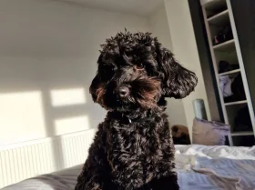 Cockapoo