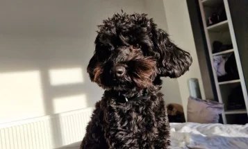 Cockapoo