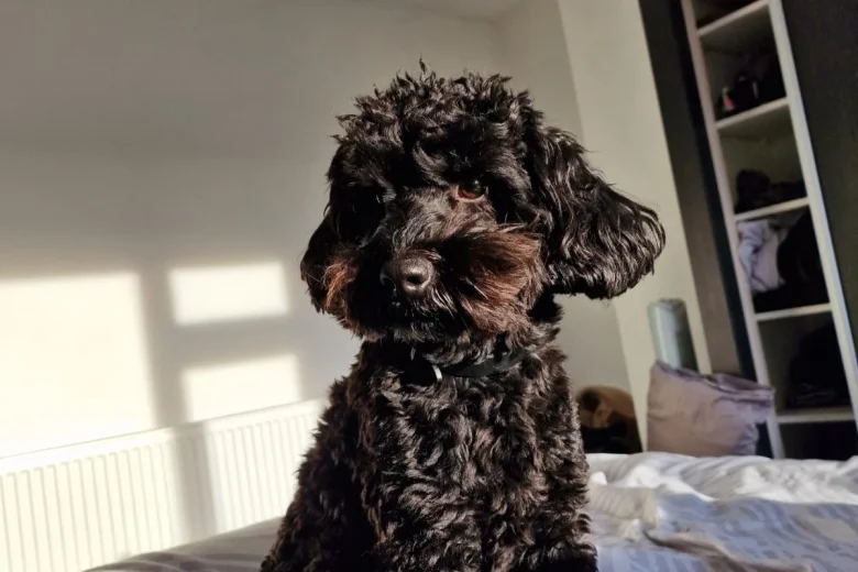 Cockapoo
