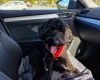 Cockapoo