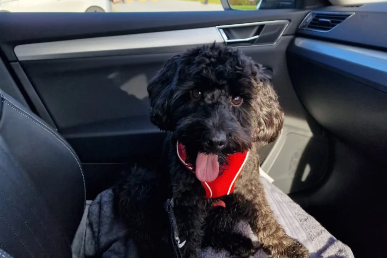 Cockapoo