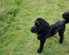 Cockapoo