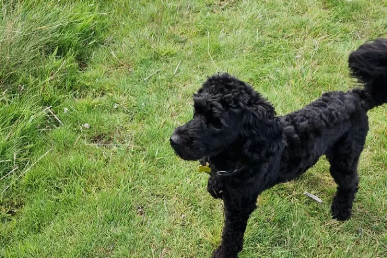 Cockapoo