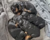 Cockapoo