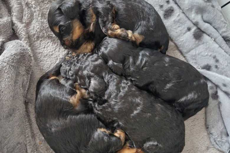 Cockapoo